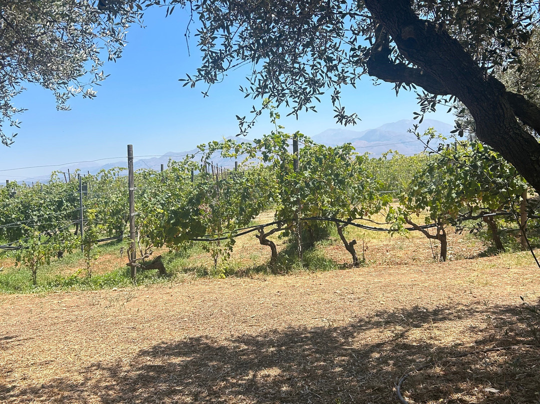 Lyrarakis Winery-伊拉克利翁必去景点