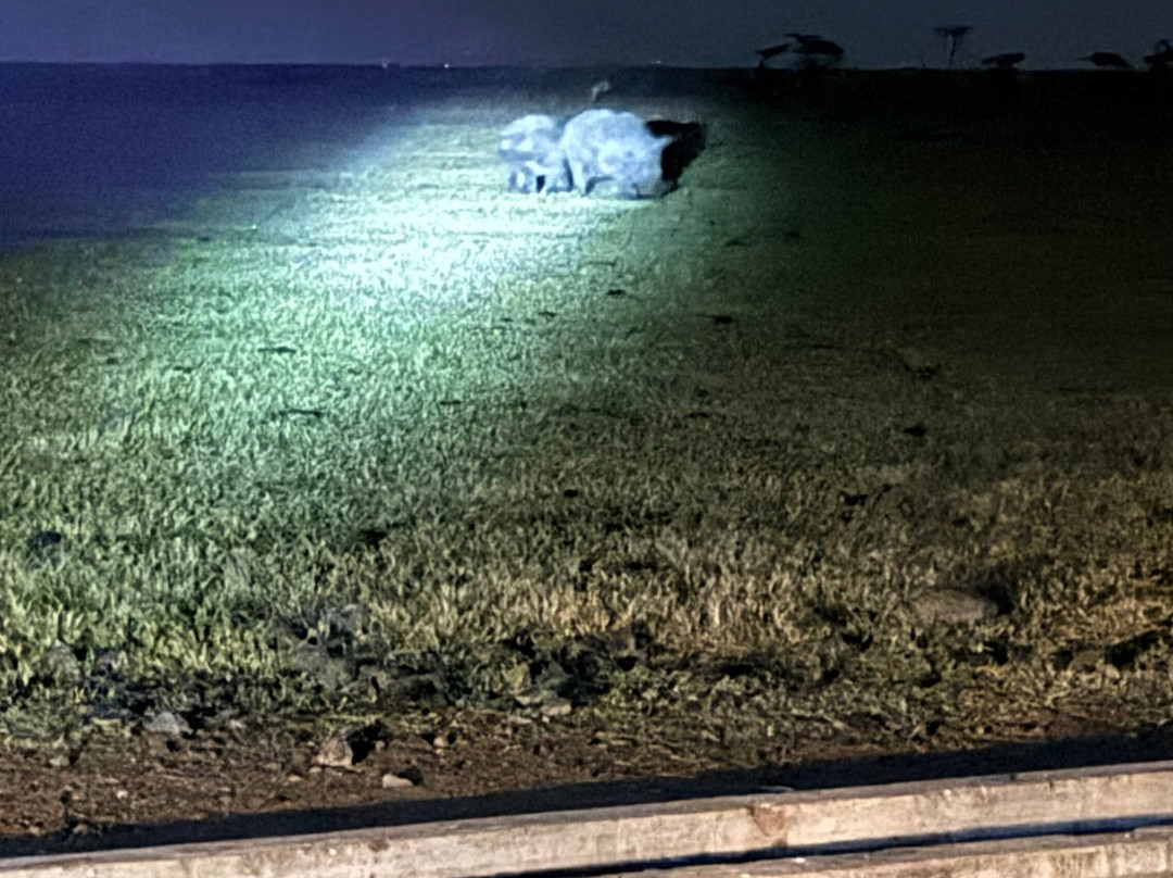 Ol Pejeta Conservancy-Laikipia County必去景点