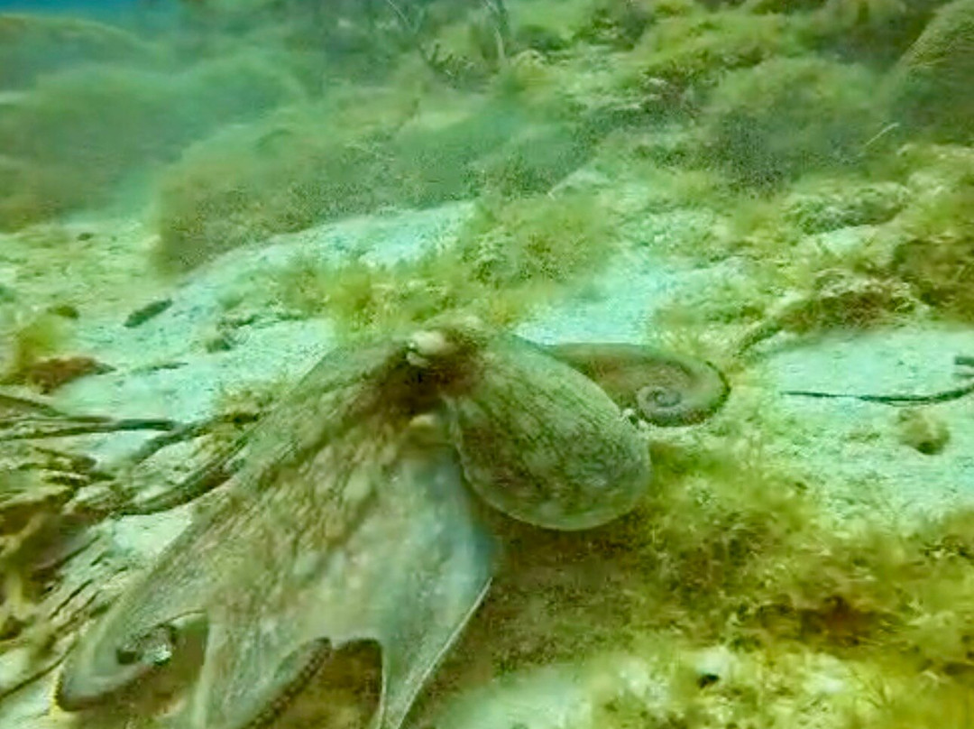Aruba Premier Boat and Dive-奥腊涅斯塔德必去景点