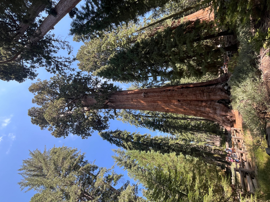 Sequoia National Park-维塞利亚必去景点