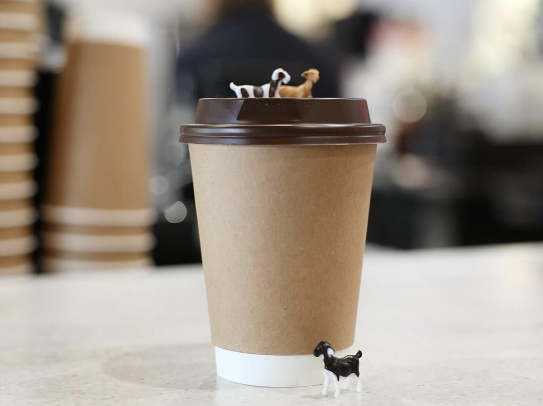 Balancing Goat Coffee Co.