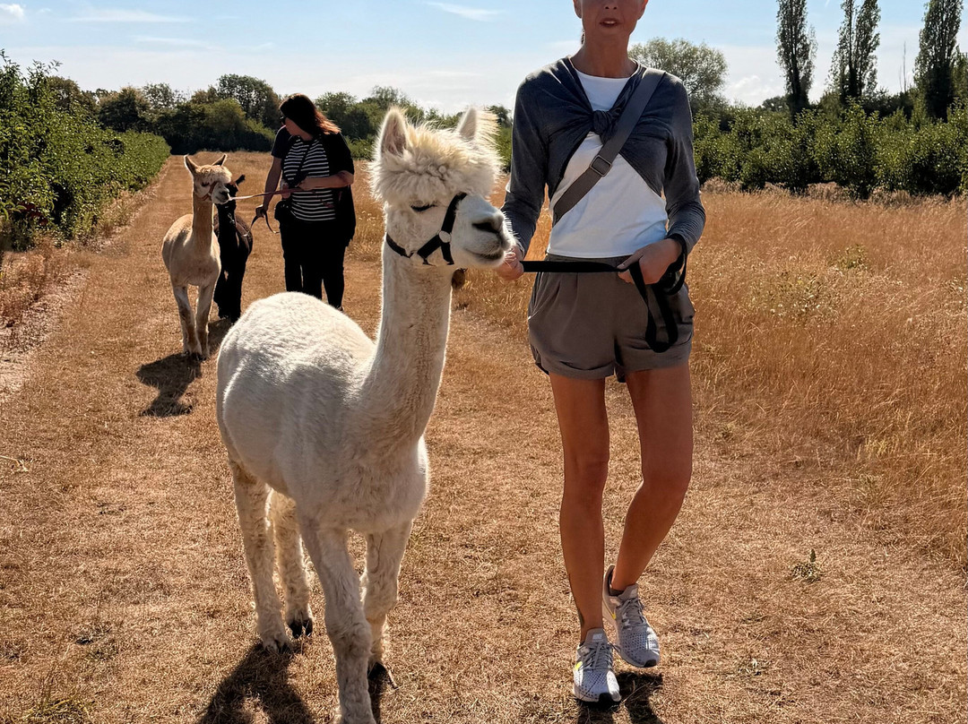 All Things Alpaca Ltd-切姆斯福德必去景点