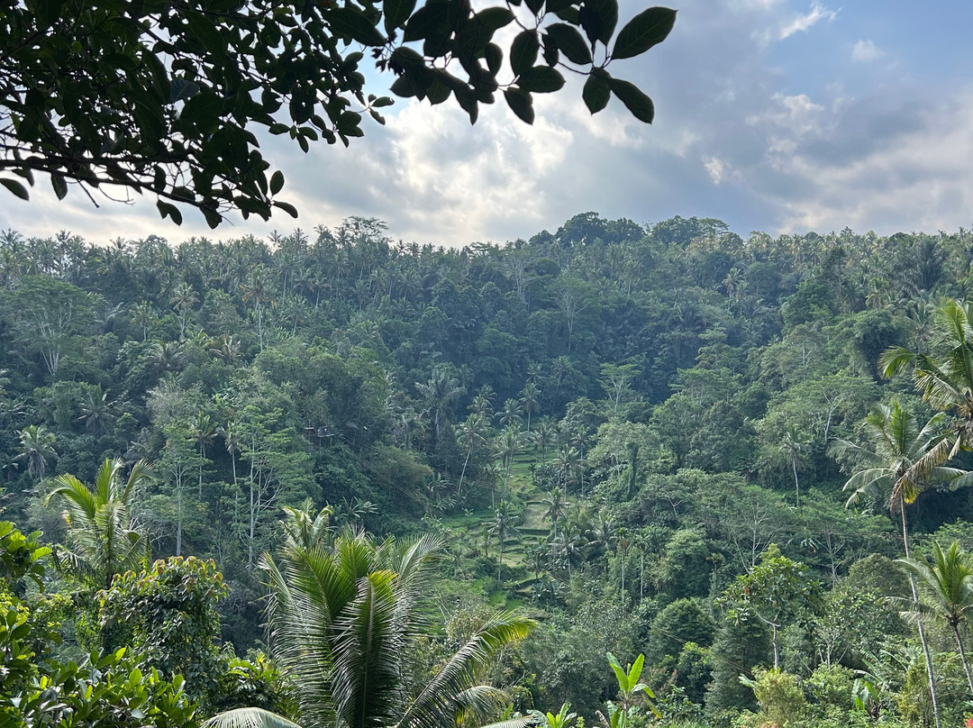 Bali Pulina Coffee Plantation-吉安雅必去景点