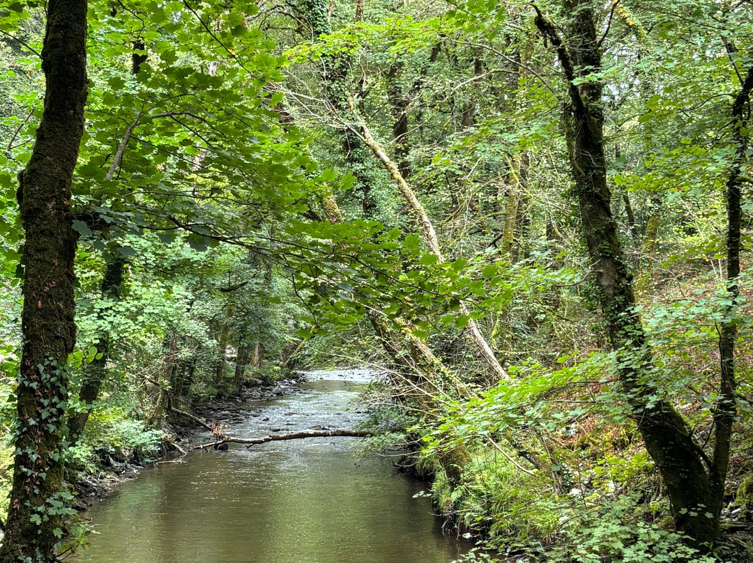 Plymbridge Woods-普利茅斯必去景点