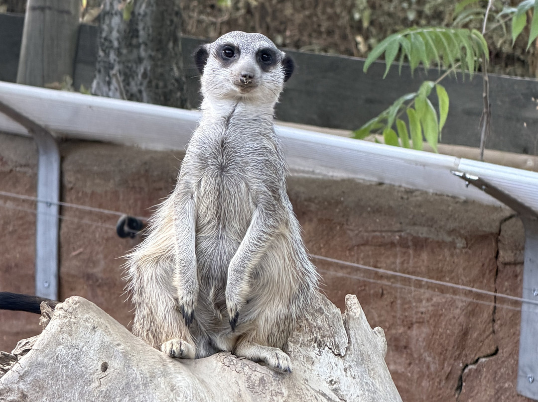 Touroparc Zoo-Romaneche-Thorins必去景点