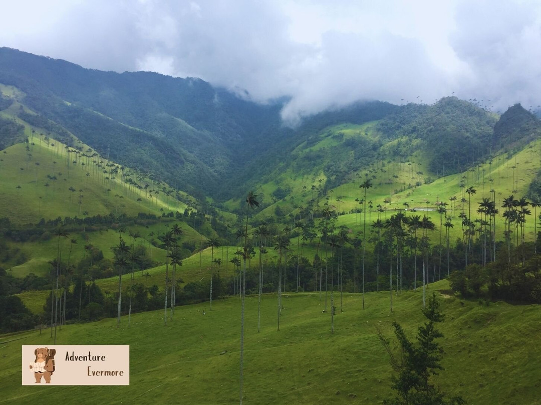 Valle De Cocora-萨伦托必去景点