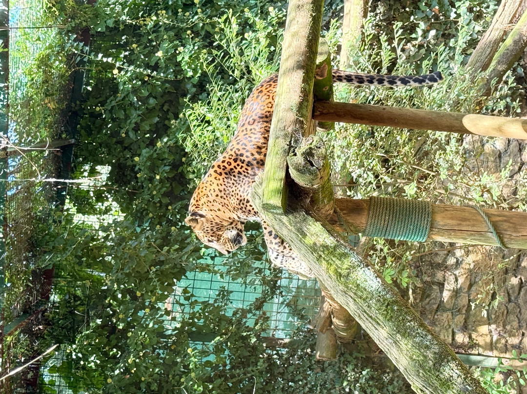 Zoo De Santillana Del Mar-海边的散提亚拿必去景点
