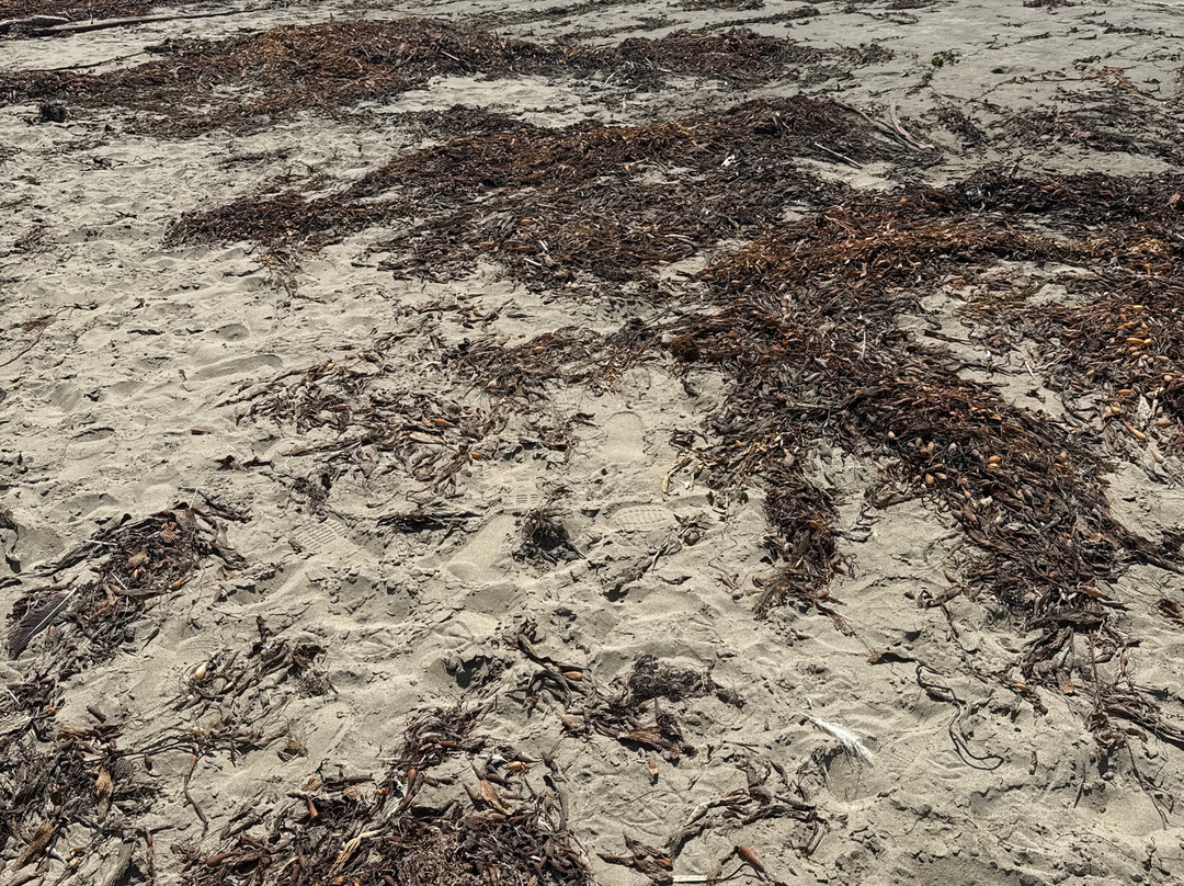 Cayucos State Beach-卡尤科斯必去景点