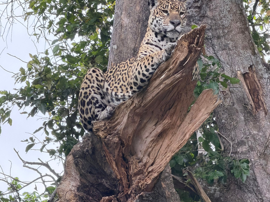 Pantanal Vip Service Turismo-Varzea Grande必去景点
