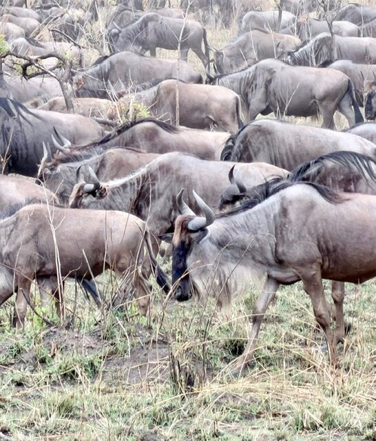 Tanzania Roadside Expeditions-阿鲁沙必去景点
