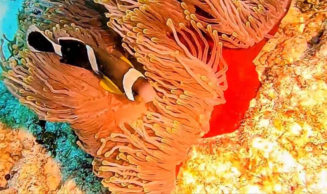 Bigorno Diving Center Mauritius-卓欧毕雪必去景点