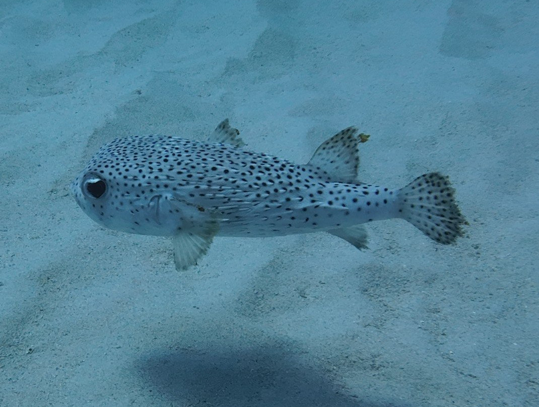 Dodo Divers Mauritius-卡罗迪勒必去景点