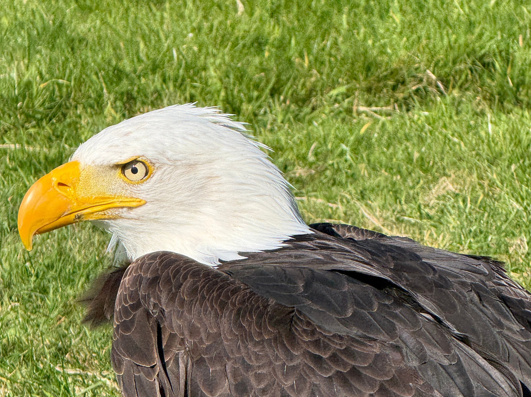Huntly Falconry-Huntly必去景点