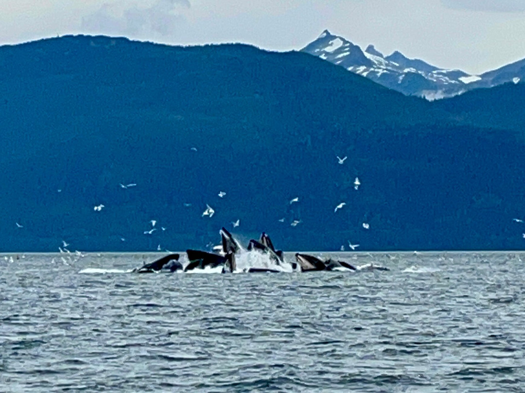 Juneau Tours & Whale Watch-朱诺必去景点