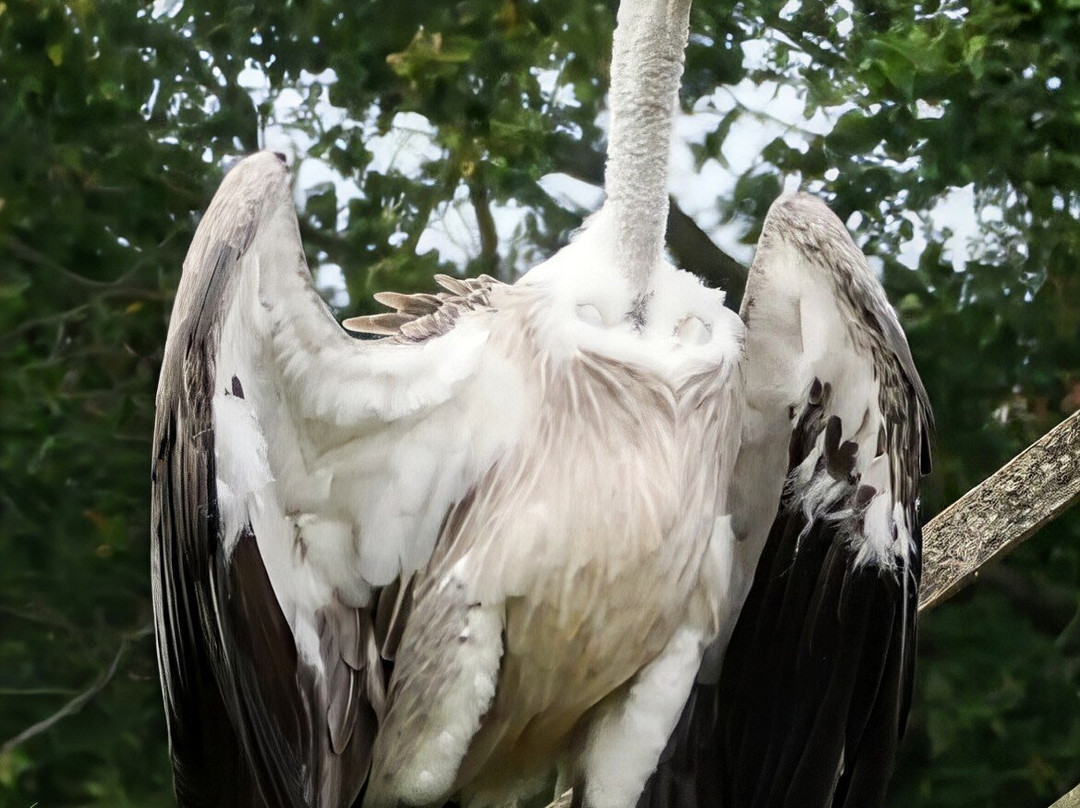 Wild Zoological Park-Bobbington必去景点