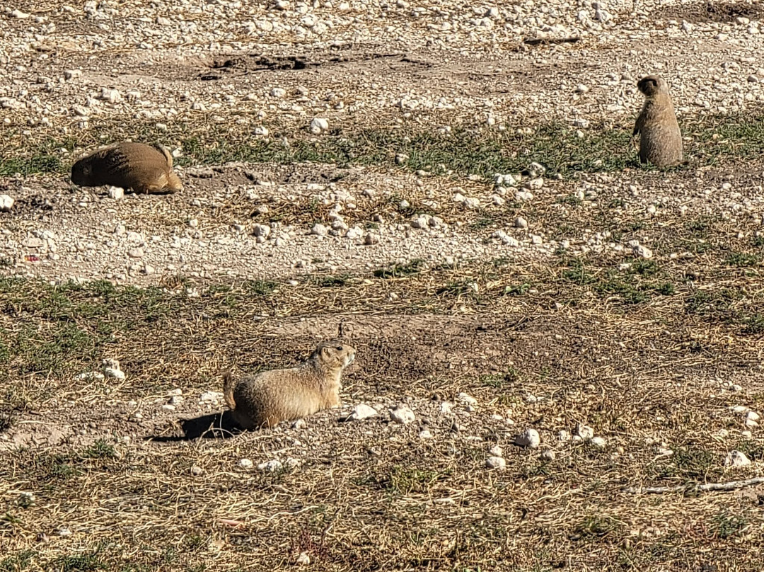 Prairie Dog Town-拉伯克县必去景点