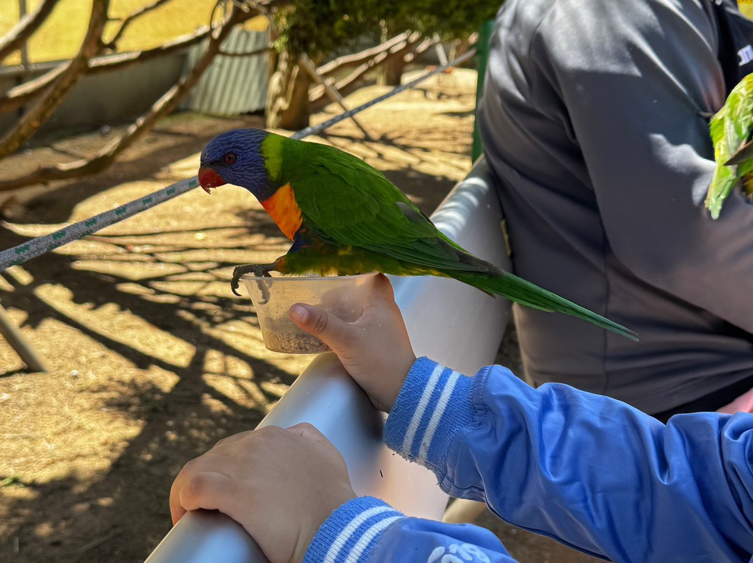 Canberra Walk in Aviary-尼克斯必去景点