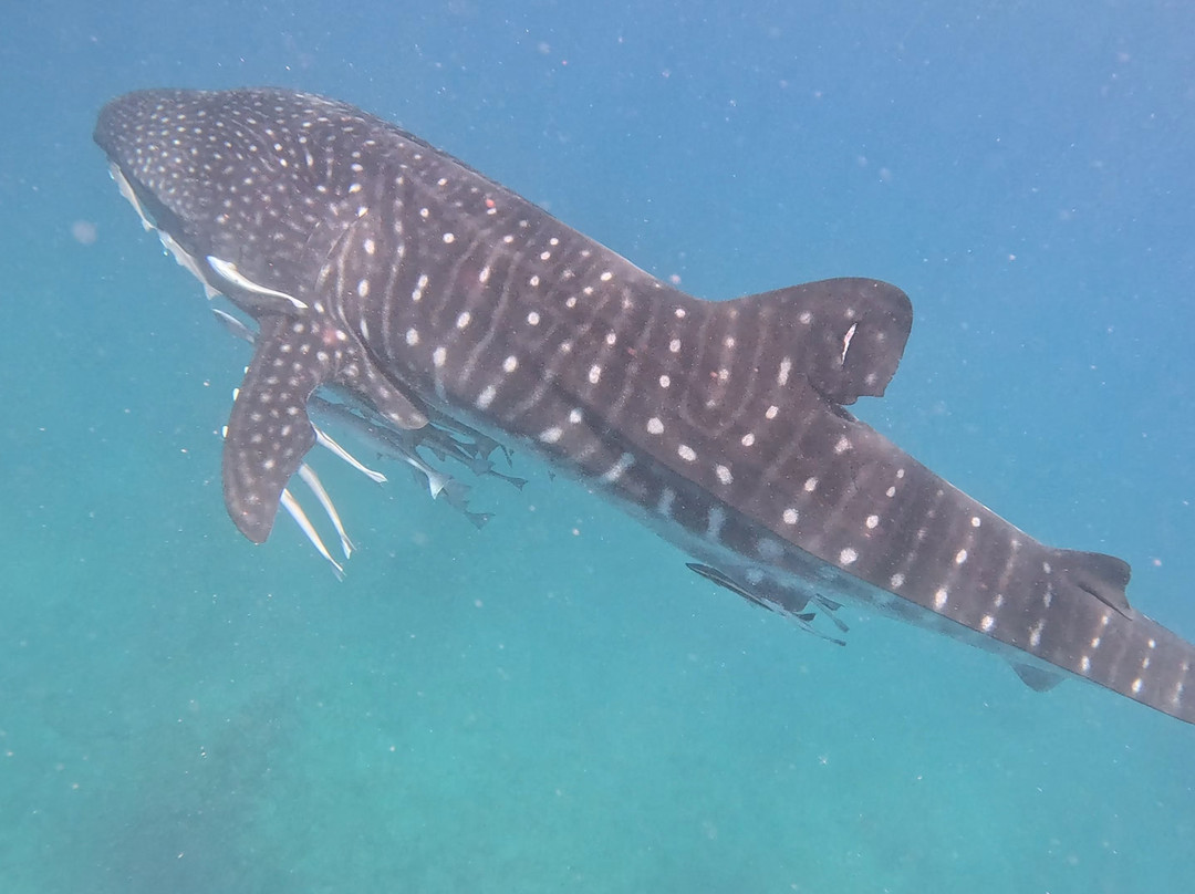 Ningaloo Whaleshark Swim-埃克斯茅斯必去景点