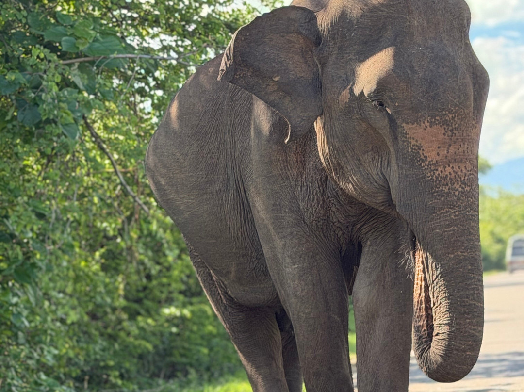 YALA Amazing Tours & Taxi Service-Yala必去景点