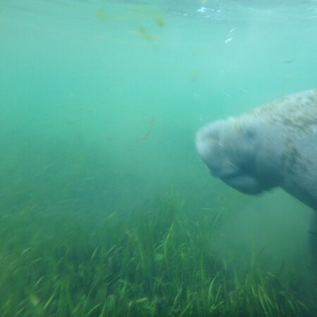 Waterfront Adventures; Swimming With The Manatees景点图片