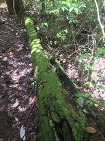 Mount Baldy- 阿瑟顿必去景点