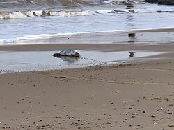 Sea Palling Beach景点图片