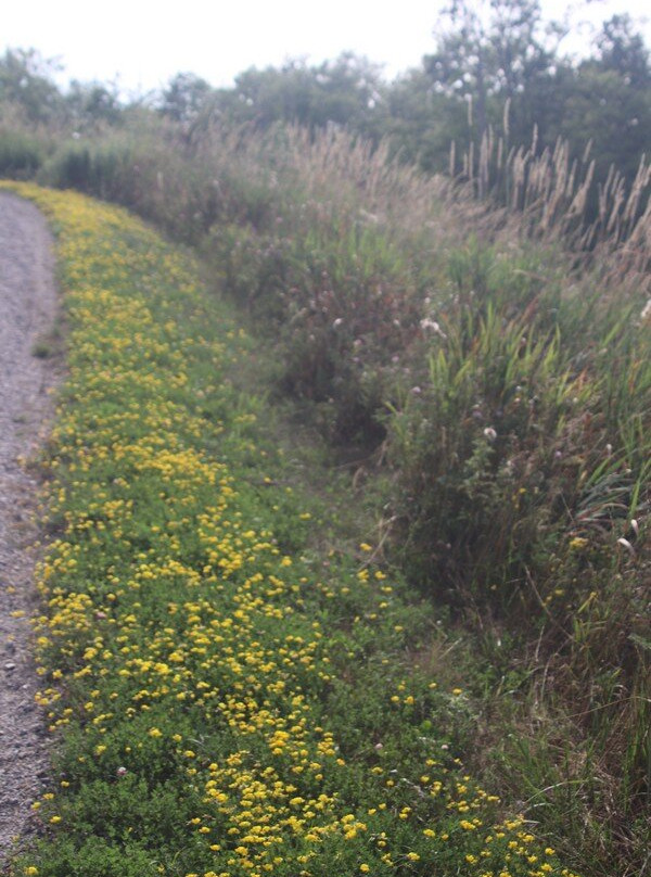 Station Road Naturalization Site, Wainfleet景点图片