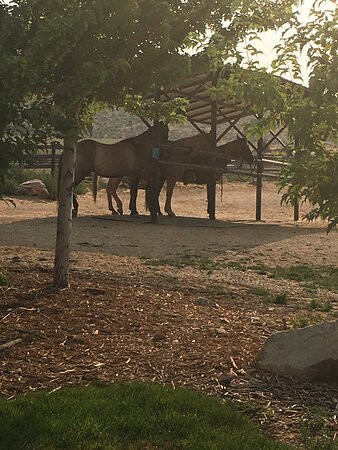 KB Horses-希伯城必去景点