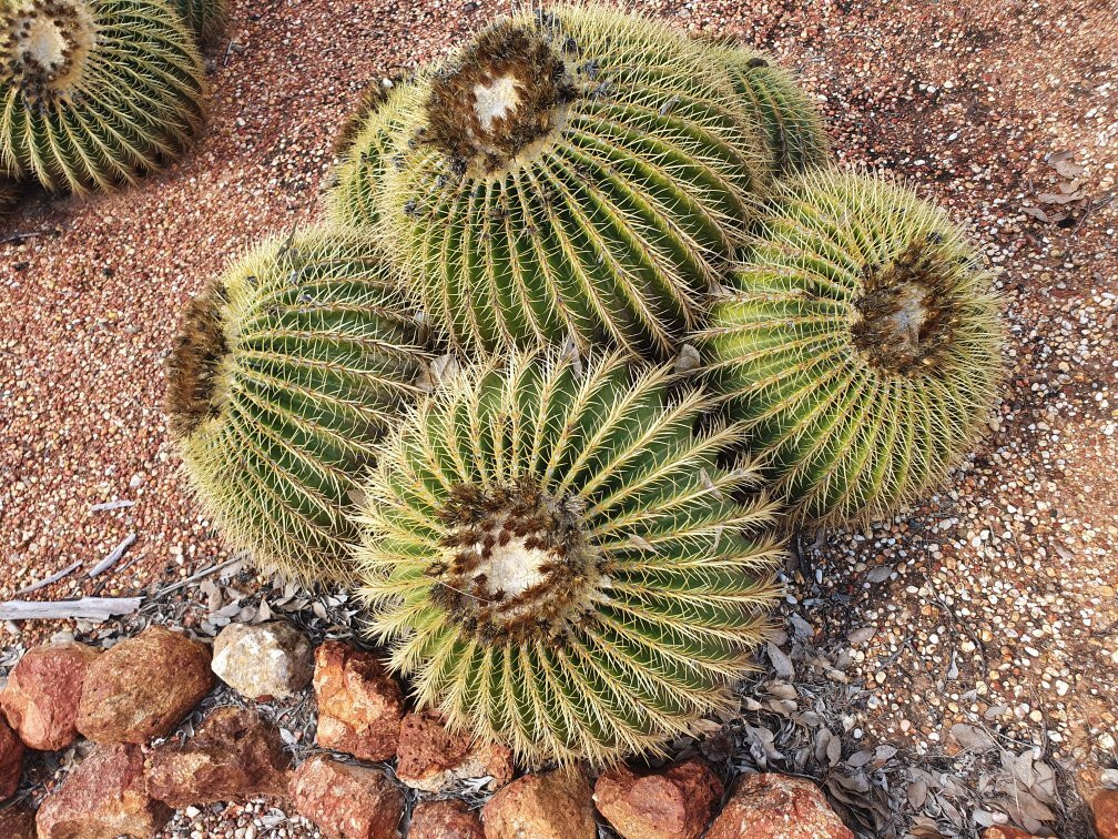 Bevans Black Opal & Cactus Nursery-Lightning Ridge必去景点