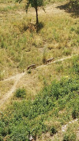 Albergo Ai 4 Camosci主图