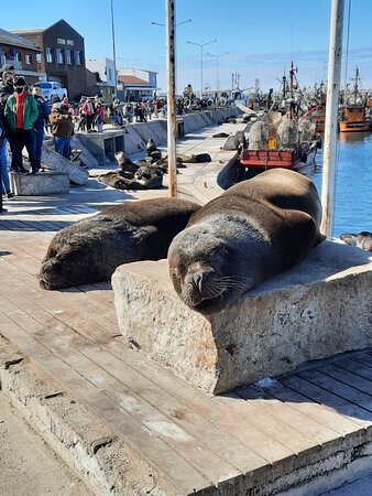Puerto de Mar del Plata景点图片