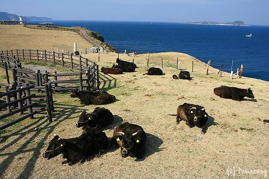 Kabeshima Camp Site-唐津市必去景点