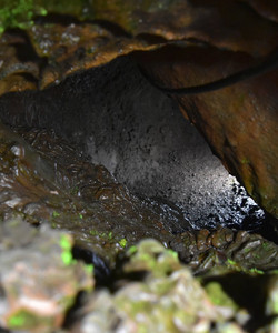 Funatsu Tainai Jugata Lava Tree Mold景点门票图片