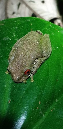 Kinkajou Night Walk Tour-圣埃伦娜必去景点