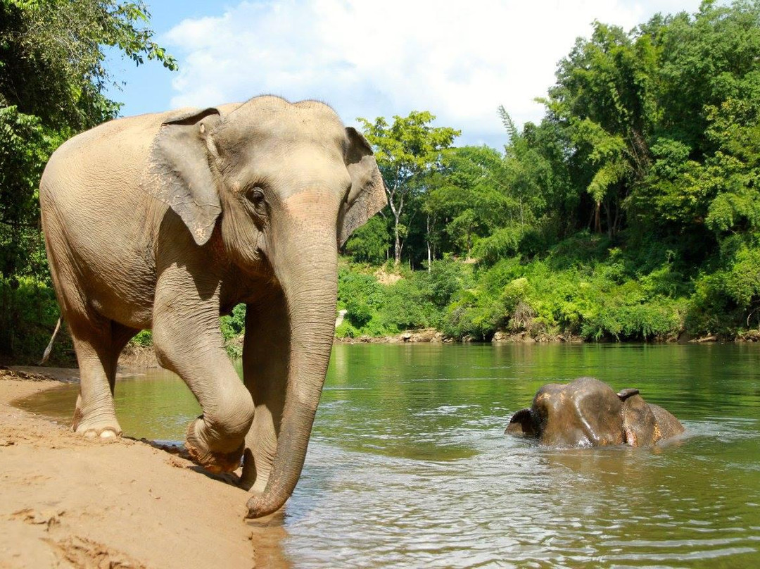 Elephant Haven景点图片