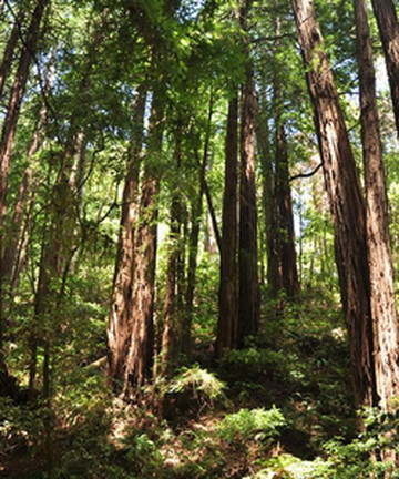 红木公园景点门票图片