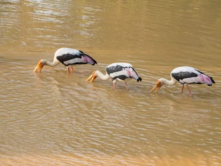 Yala Bundala NPA Safari-蒂瑟默哈拉默必去景点