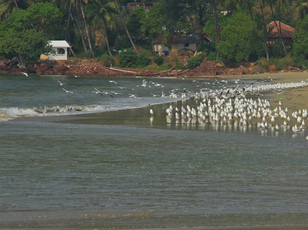 Velsao Beach景点图片