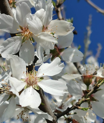 Ermita del Cerrillo-Galapagar必去景点