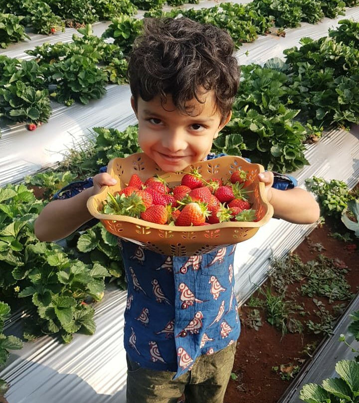 Muskan Organic Strawberry Garden-马哈巴勒什瓦必去景点