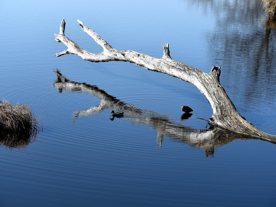 Etangs de la Brenne-Saint Michel en Brenne必去景点