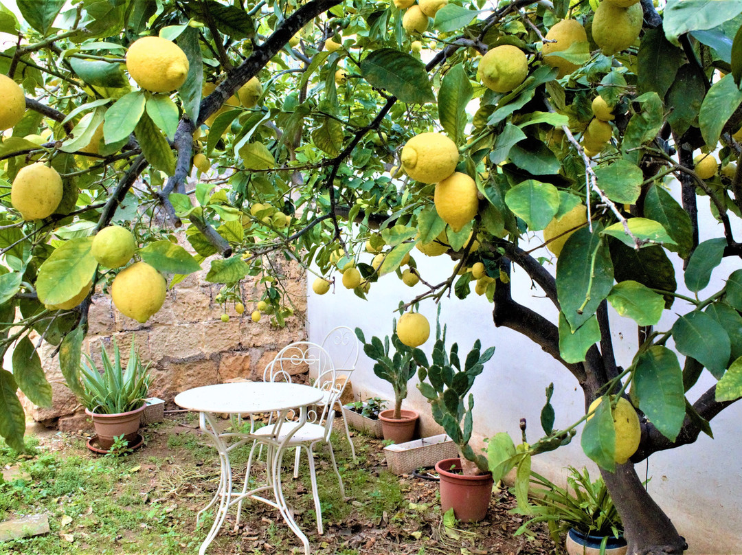 Lemon Tree Relais by CX Collection主图