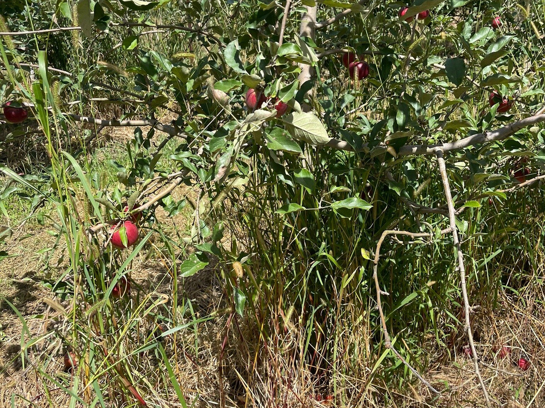 Pine Crest Orchard景点图片