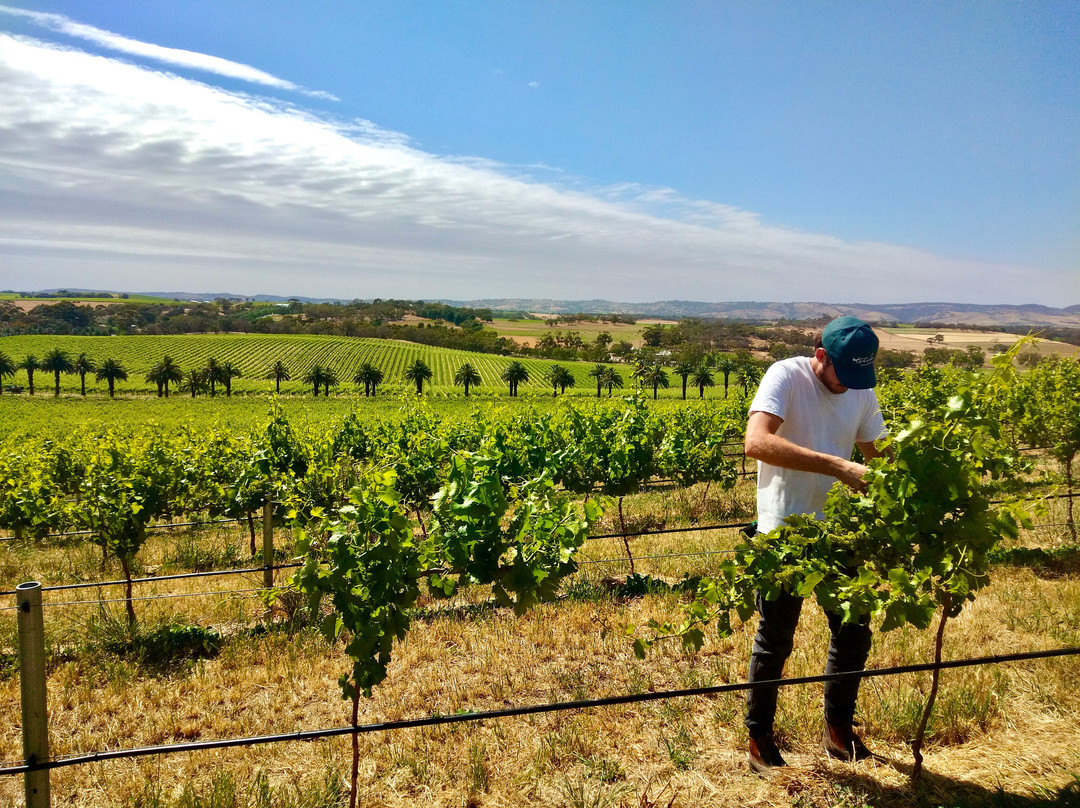Tscharke Wines景点图片