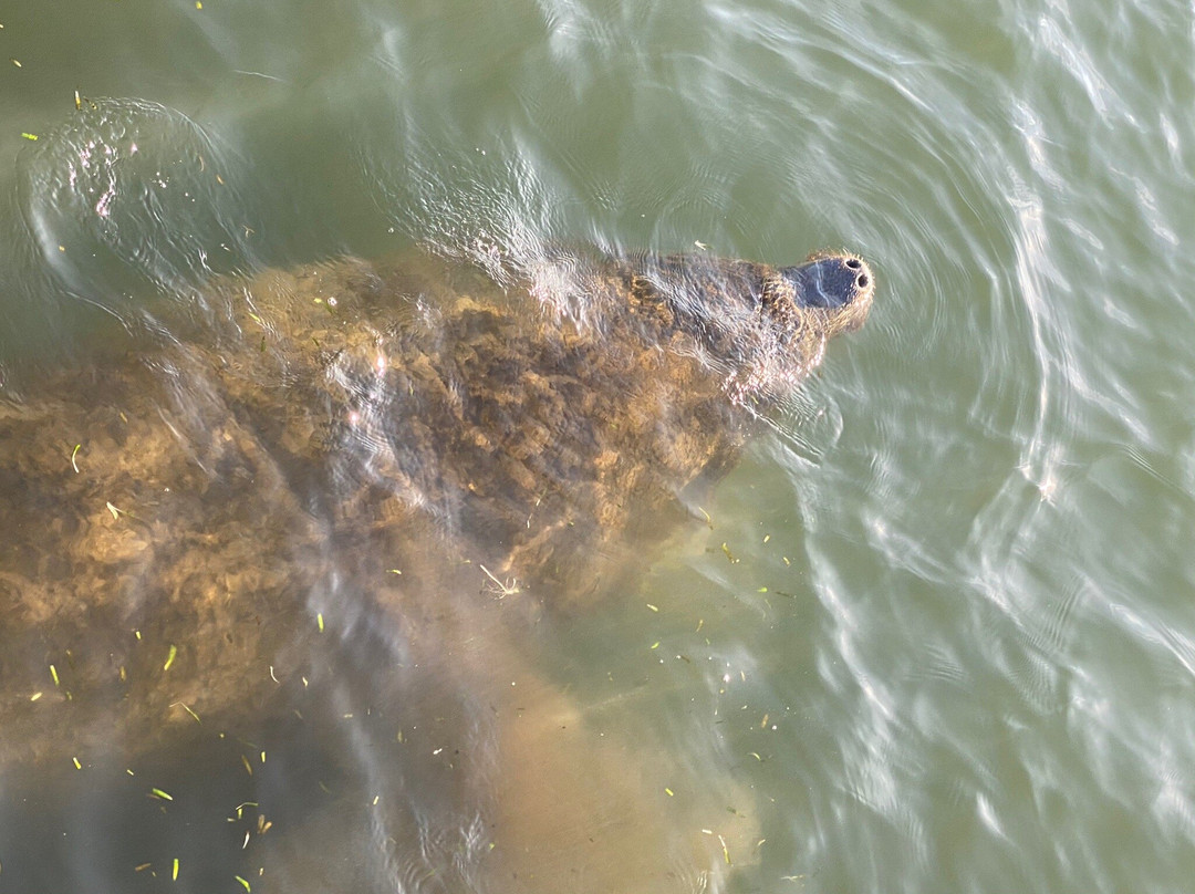 King's Bay Park-克里斯特尔里弗必去景点