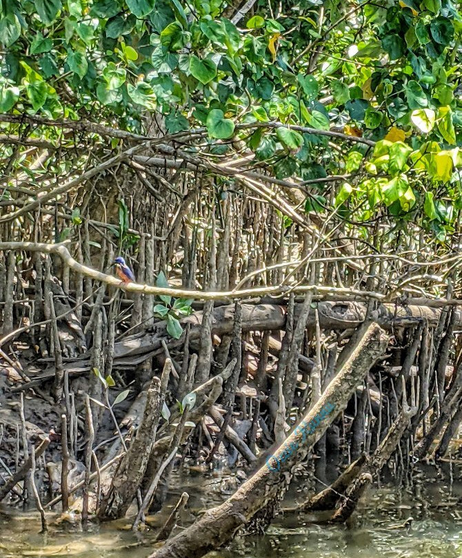 Daintree River Cruise Centre-Daintree必去景点