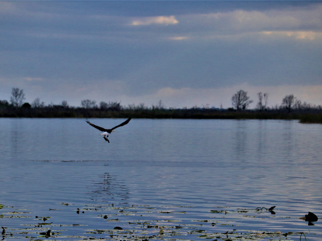 Justin's Jungle Airboat Rides-Umatilla必去景点