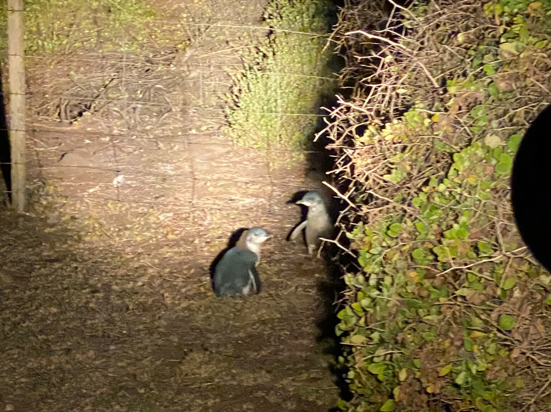 Low Head Penguin Tours景点图片
