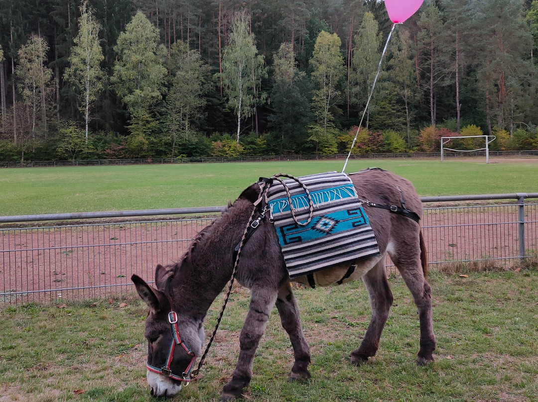 Eselwandern Pfalz-Eppenbrunn必去景点