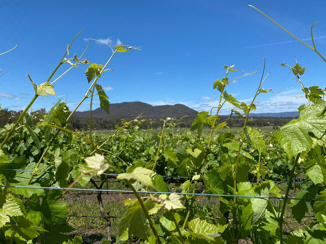 Robert Stein Winery, Vineyard & Farm景点图片